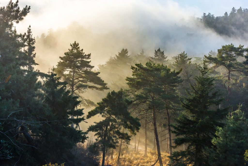 Custom misty pine forest nature art print for him – tall evergreen trees with soft morning fog and gentle sunlight rays